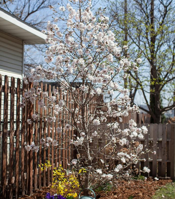 Centennial Blush Magnolia Tree- 3 Gallon