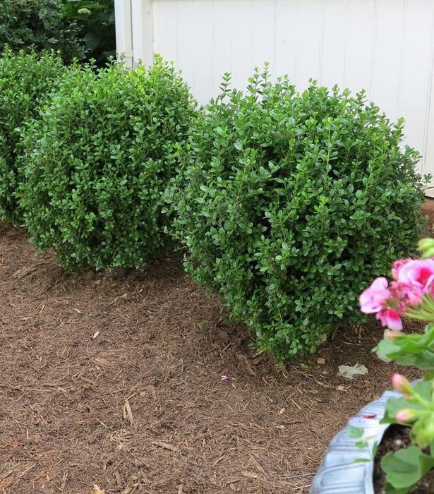 NewGen Freedom® Boxwood