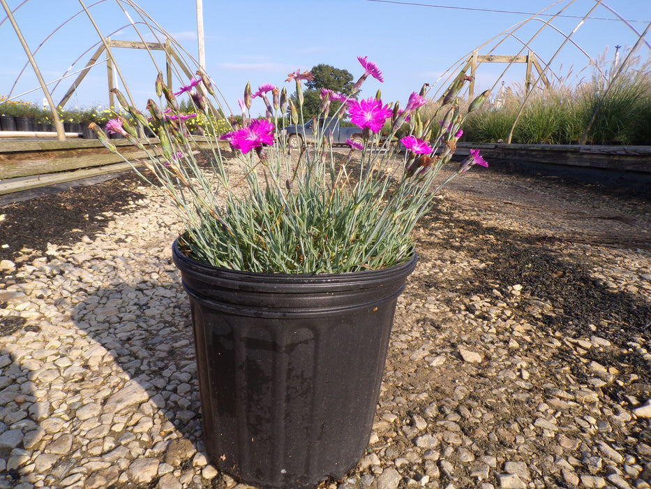 Firewitch Dianthus