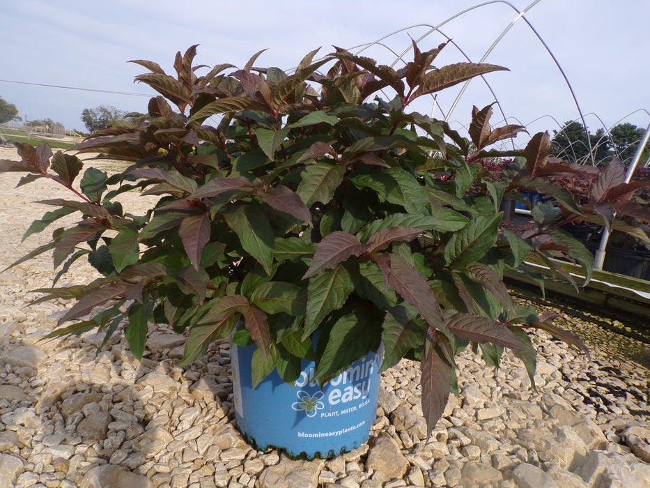 Nightglow® Bush Honeysuckle
