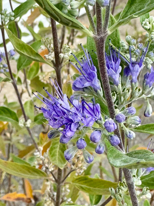 Dark Knight Caryopteris (Bluebeard)