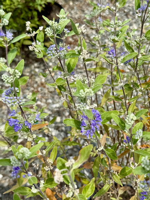 Dark Knight Caryopteris (Bluebeard)