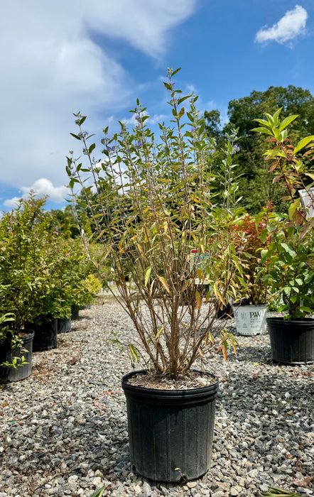 Dark Knight Caryopteris (Bluebeard)