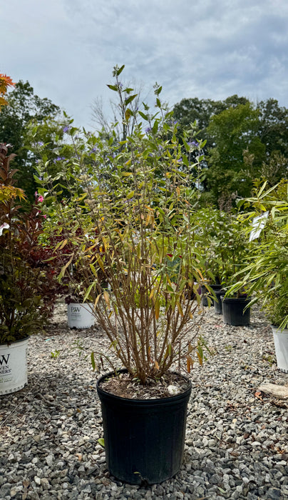 Dark Knight Caryopteris (Bluebeard)