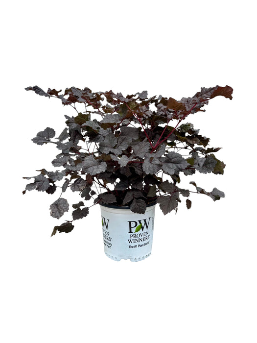 Dark Side of the Moon Astilbe