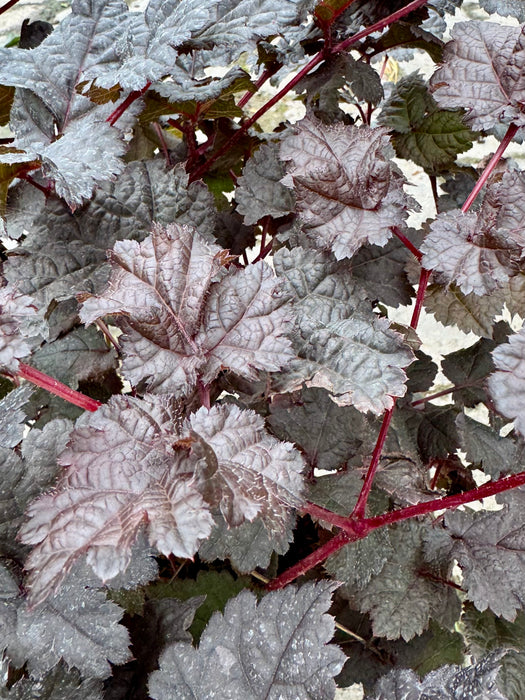 Dark Side of the Moon Astilbe