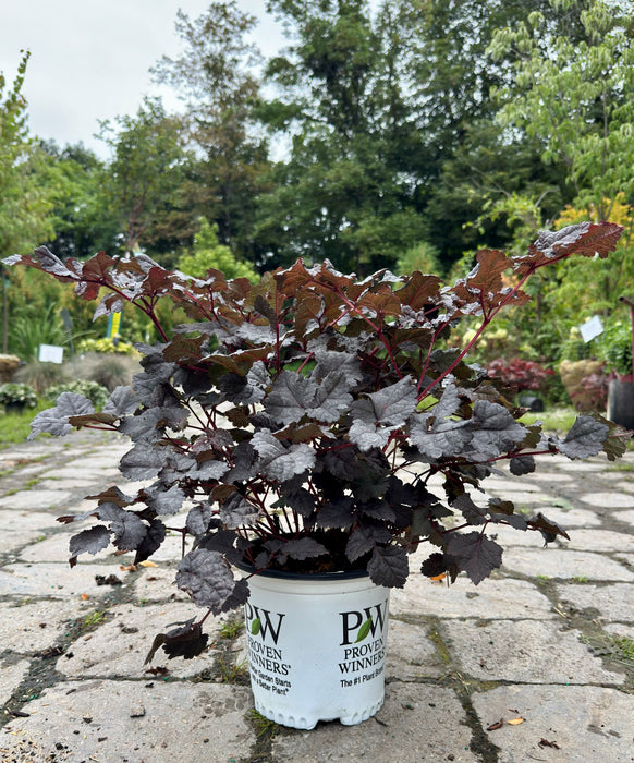 Dark Side of the Moon Astilbe