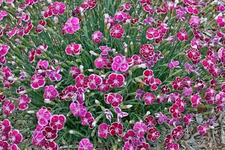 Fire & Ice Dianthus