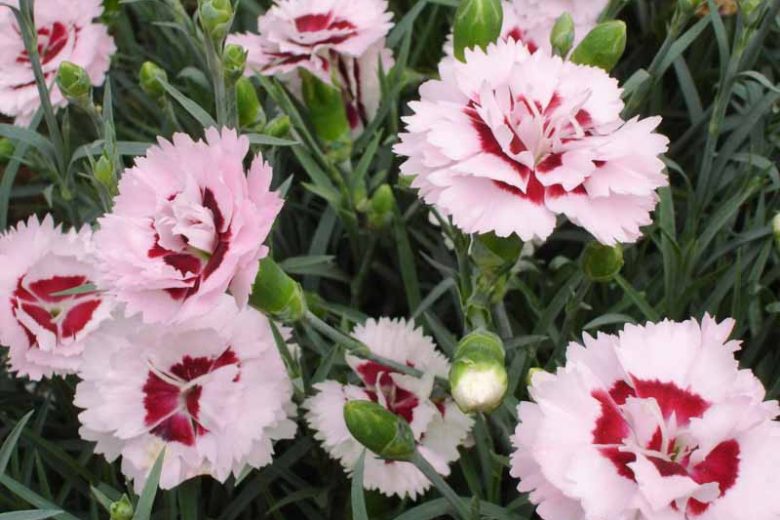 Scent First® Raspberry Surprise Dianthus