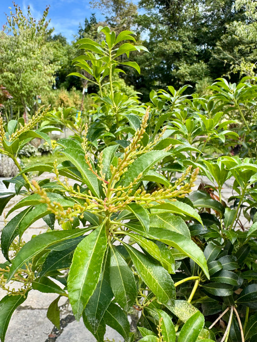 Dorothy Wycoff Andromeda (Pieris)