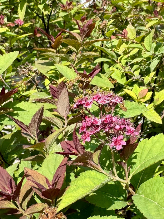 Double Play® Red Spirea