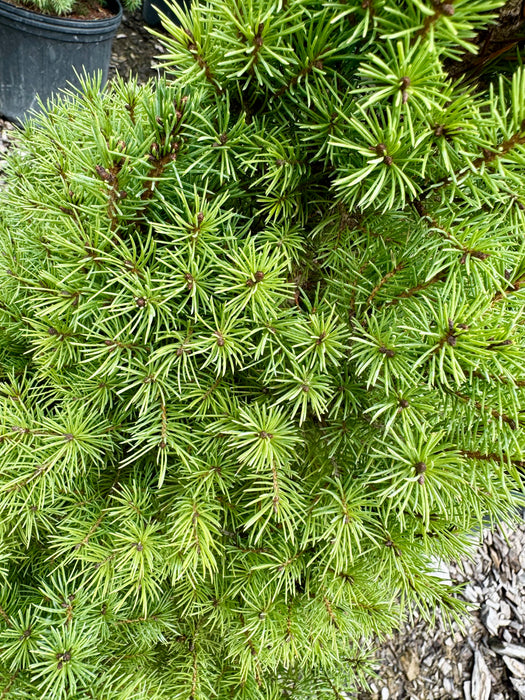 Dwarf Alberta Spruce