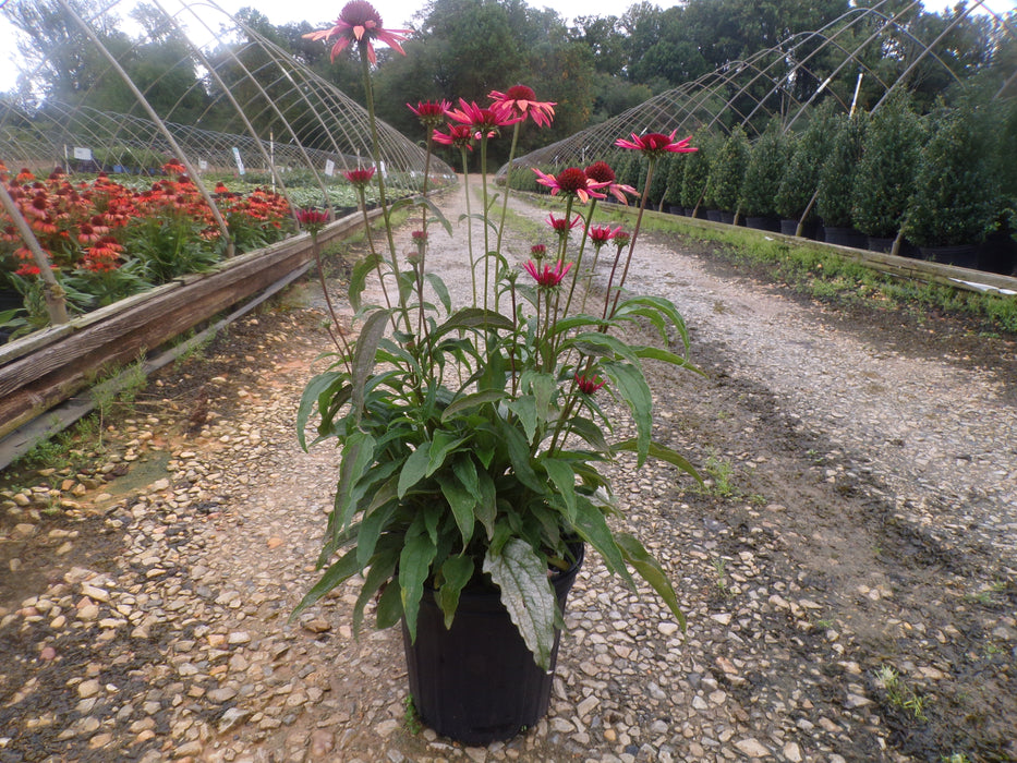 Big Sky™ Sundown Coneflower