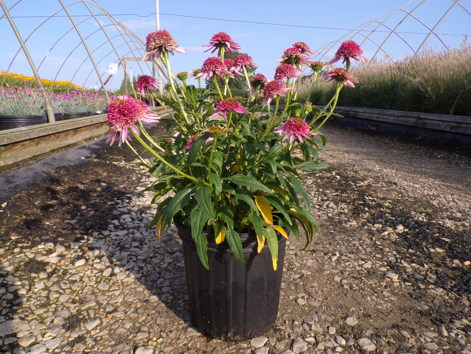 Butterfly Kisses Coneflower