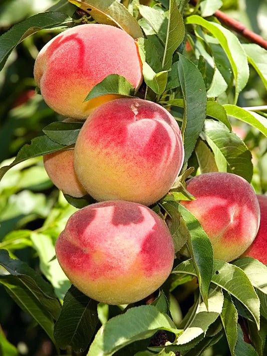 Elberta Peach Tree