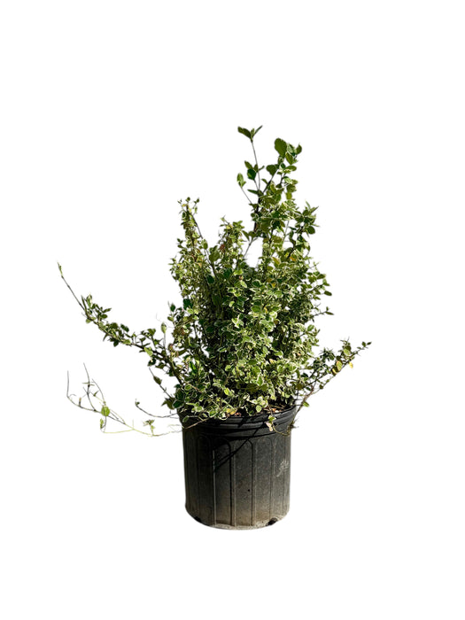 Emerald Gaiety Euonymus