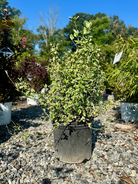 Emerald Gaiety Euonymus