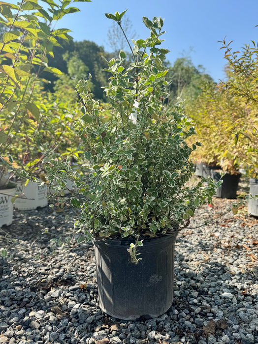 Emerald Gaiety Euonymus