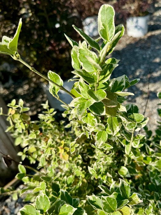 Emerald Gaiety Euonymus