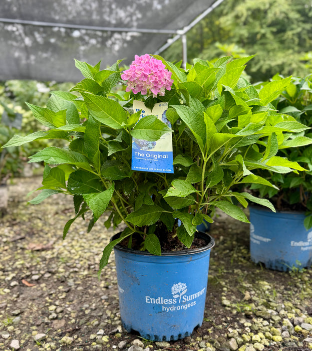 Endless Summer® Hydrangea - The Original Reblooming Hydrangea