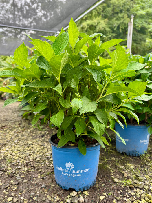Endless Summer® Hydrangea - The Original Reblooming Hydrangea