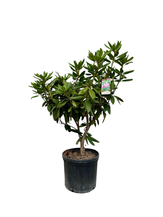 English Roseum Rhododendron