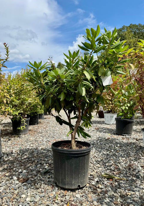 English Roseum Rhododendron