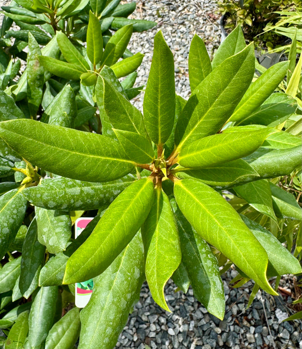 English Roseum Rhododendron