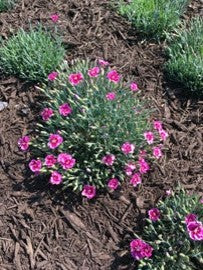 Everbloom Plum Glory Dianthus