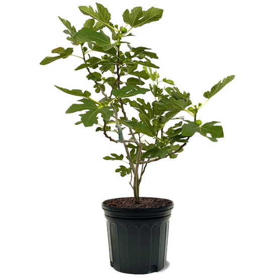 Brown Turkey Fig Tree