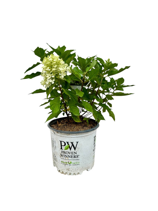 Fire Light Tidbit® Hydrangea