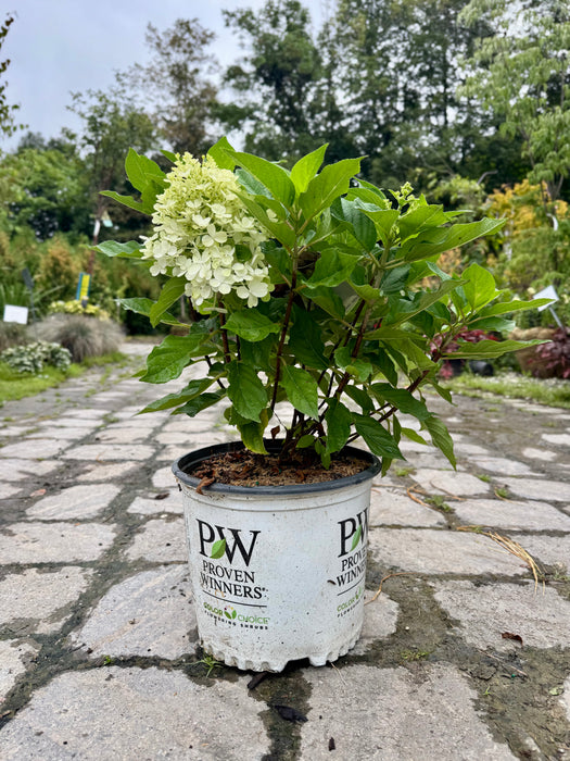 Fire Light Tidbit® Hydrangea