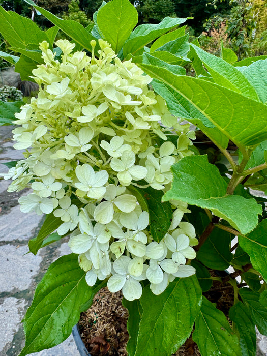Fire Light Tidbit® Hydrangea