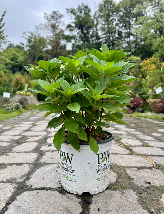 Fire Light Tidbit® Hydrangea