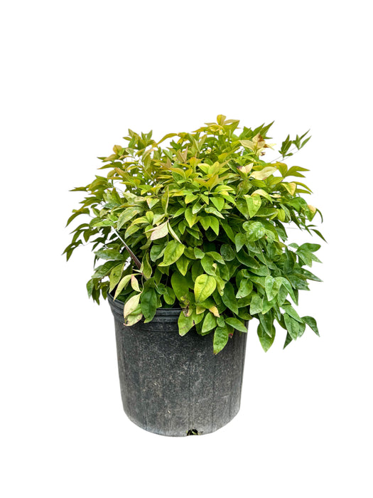 Fire Power Heavenly Bamboo