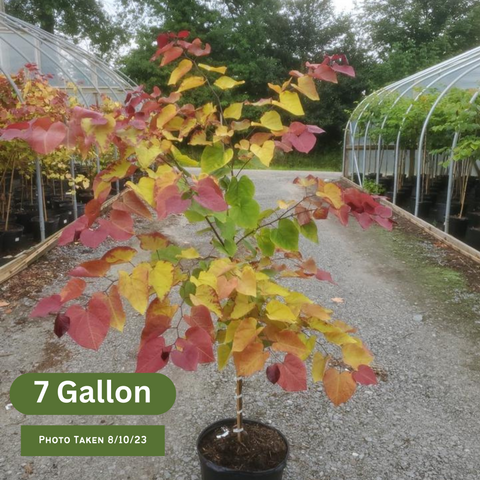 Flame Thrower Redbud Tree - 7 Gallon (5-6ft)