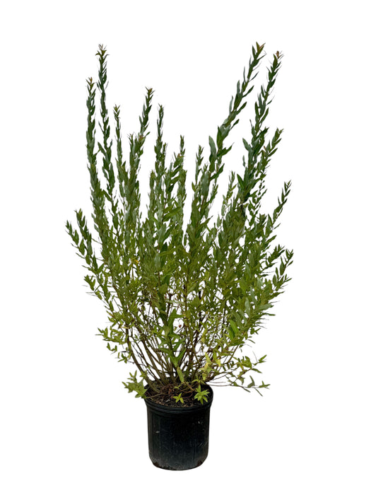 Flamingo Dappled Willow