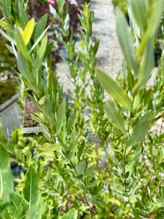 Flamingo Dappled Willow
