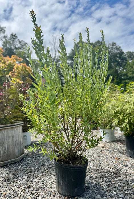 Flamingo Dappled Willow