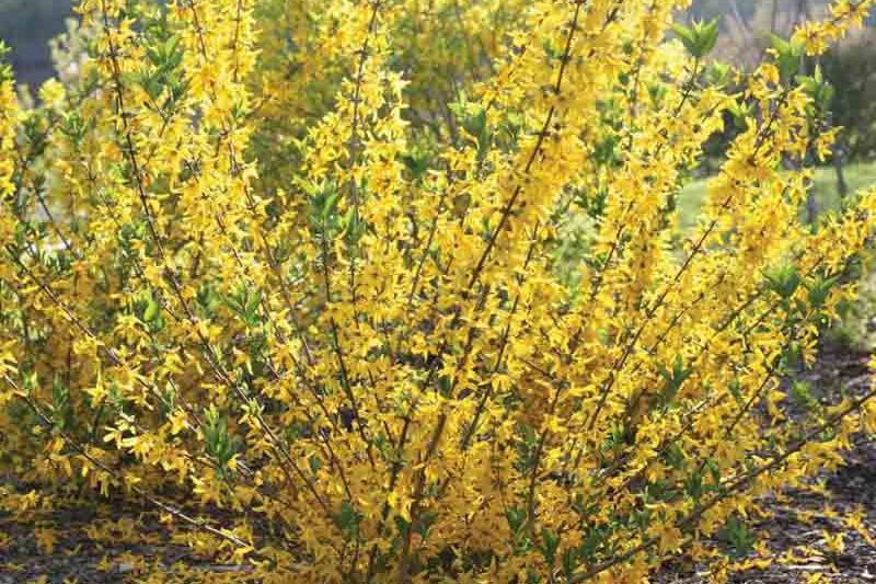 Meadowlark Forsythia 3 Gallon (2ft) — Gardens of the World
