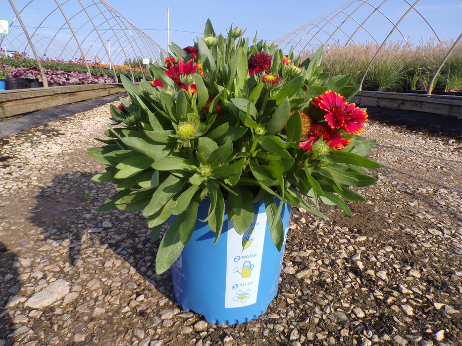 Low Rider™ Blanket Flower