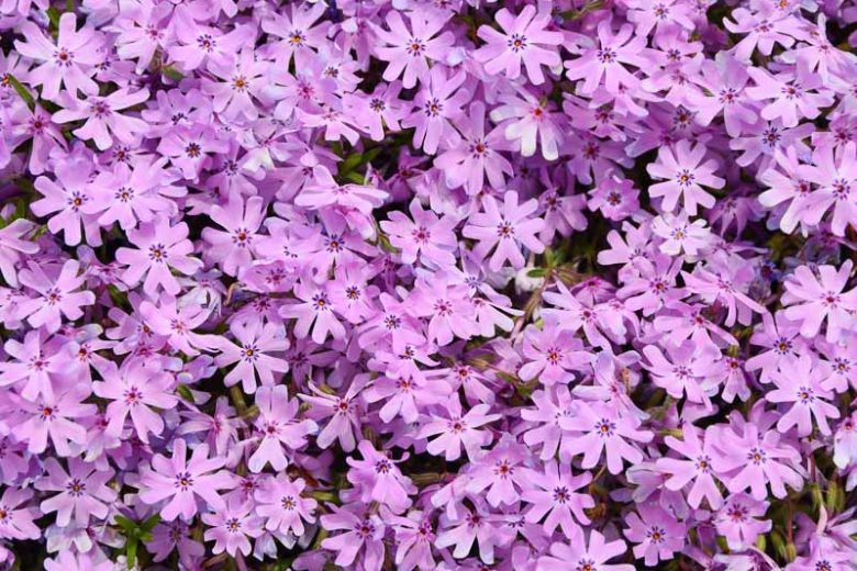 Bedazzled Pink Phlox