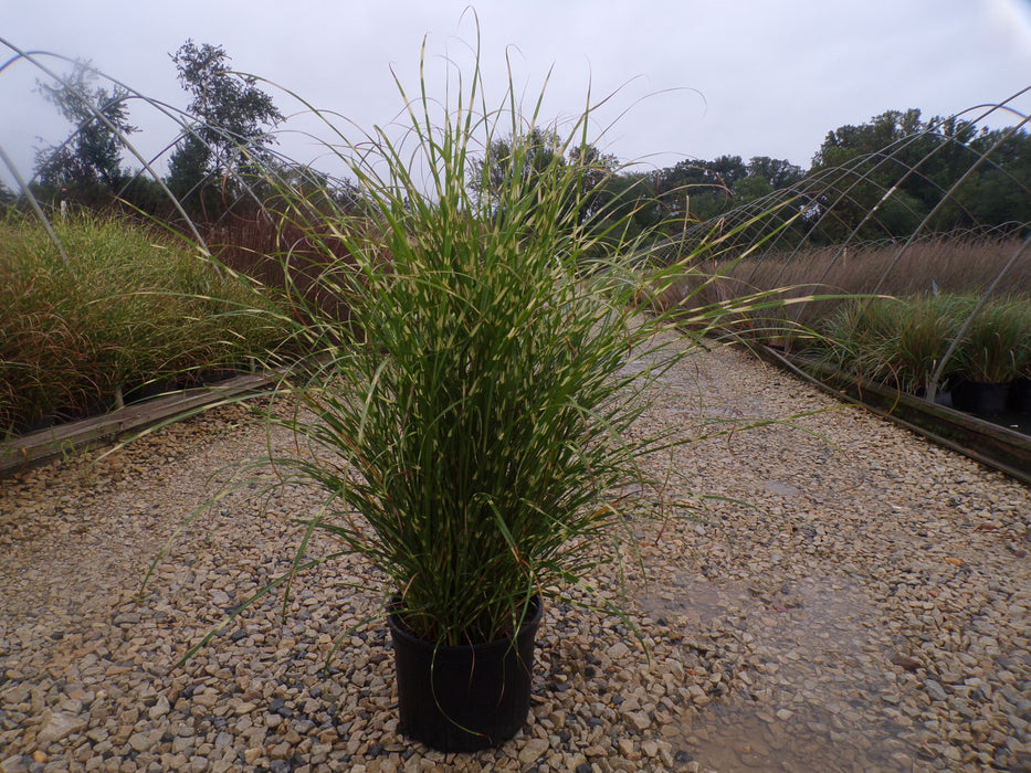 Bandwidth Maiden Grass