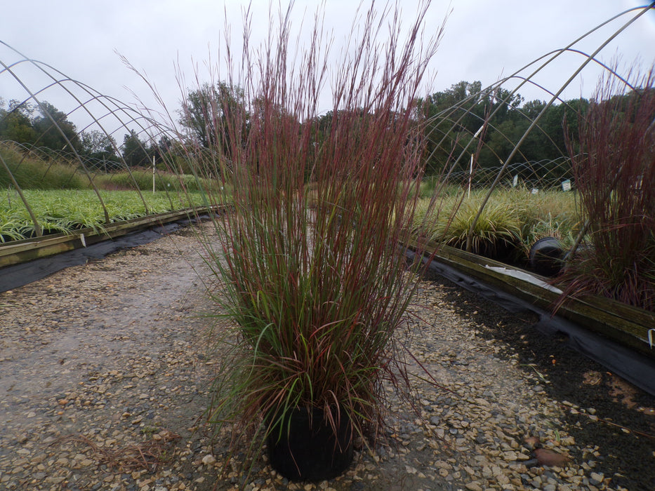 Blue Heaven Little Bluestem