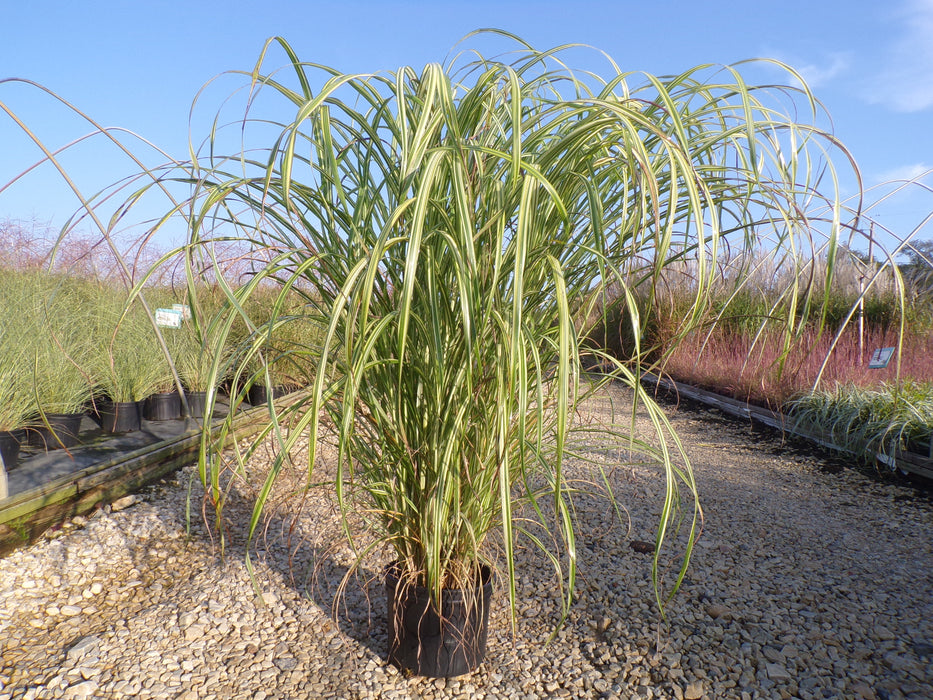 Cabaret Maiden Grass
