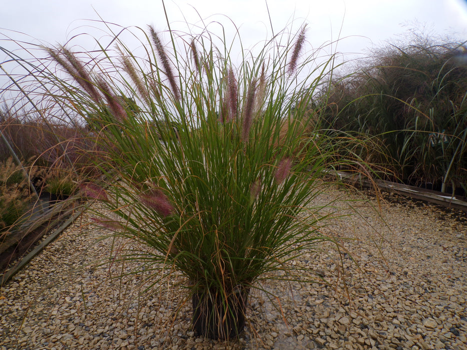 Etouffee™ Fountain Grass
