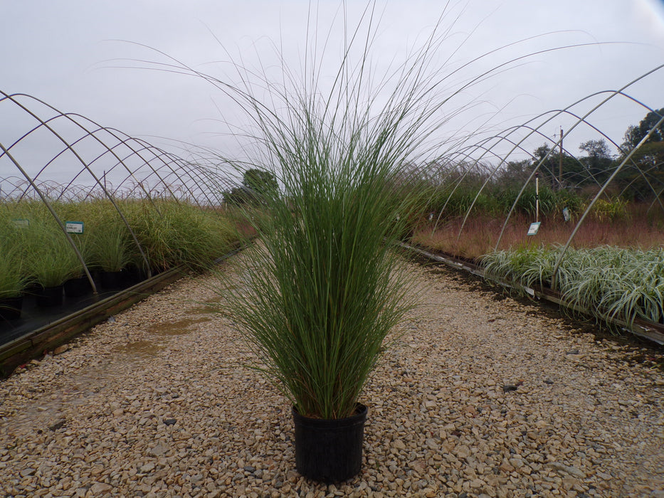 Graziella Maiden Grass