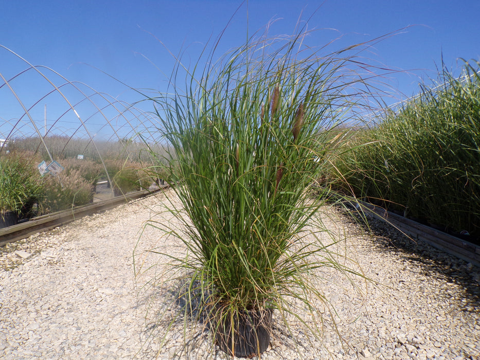 High Frequency Maiden Grass