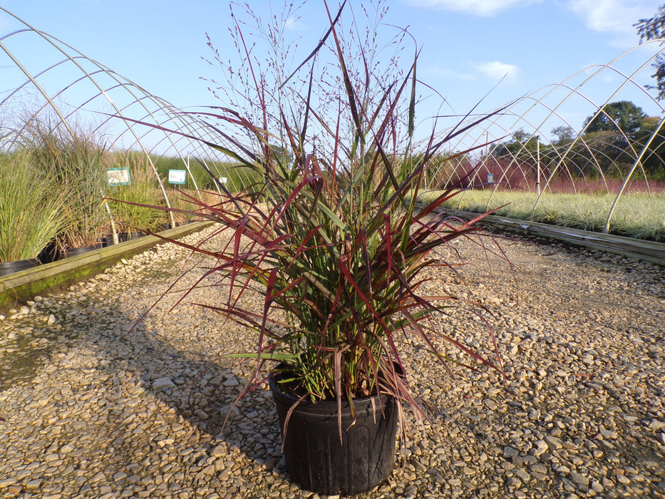 Hot Rod Switchgrass
