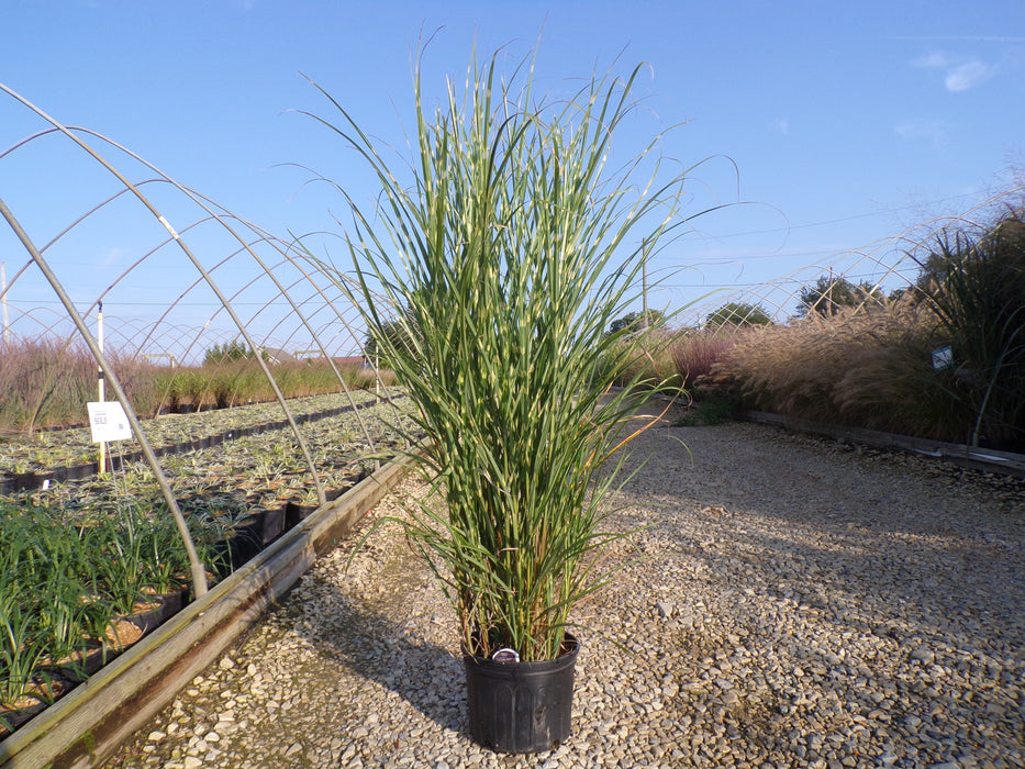 Hush Puppy Fountain Grass